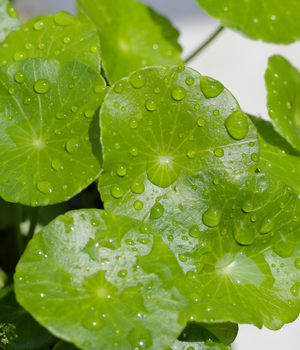Centella asiatica